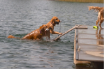 doggydocks