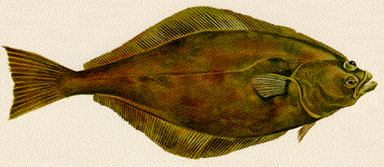 Halibut Fishing Secrets