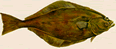 Halibut Fishing Book