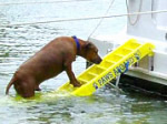 dog ladder & ramp