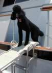 poodle.jpg (37kb)