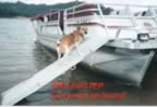 waterdog1.jpg (24kb)