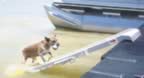 waterdog13.jpg (19kb)