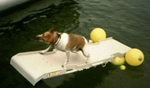 pet step