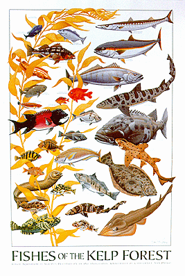 fish.gif (55267 bytes)